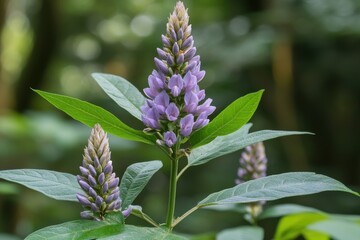 Cluster of purple flowers with green leaves in a natural outdoor setting. Perfect for botany, nature, gardening, or natural medicine project.