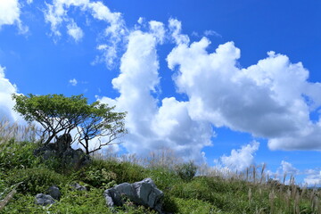 天狗高原　立ち昇る晩夏の雲　（四国カルスト）