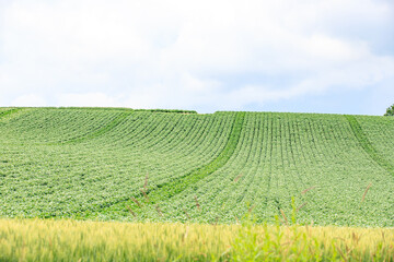 Naklejka premium Rolling Green Fields Under a Summer Sky, Biei, Hokkaido, Japan