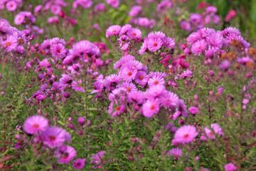 Pink Symphyotrichum novae angliae, New England Aster, or Michaelmas daisy, ‘Brunswick’ in flower.
