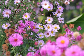 Fototapeta premium Pale pink lilac Symphyotrichum novae angliae, New England Aster, or Michaelmas daisy, ‘Les Moutiers’ in flower.
