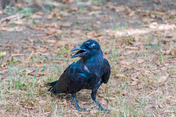 落ち葉の中で鳴く黒いカラス