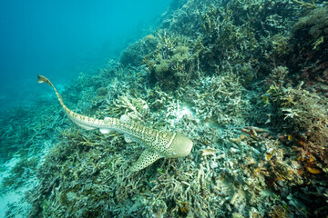 Juvenile zebra shark, Stegostoma tigrinum, critically endangered species released to the wild in Kri Island West Papua Indonesia.