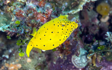 Juvenile Yellow Boxfish, Ostracion cubicus, Raja Ampat Indonesia