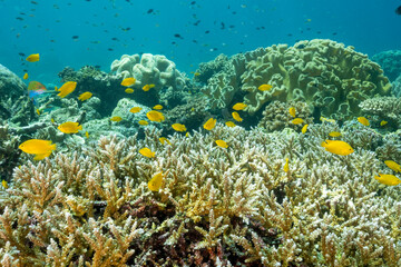 Lemon damsels, Pomacentrus moluccensis,sheltering in branching acropora stony corals Raja Ampat Indonesia.