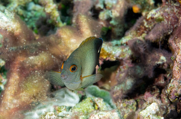 Pearl-scaled angelfish, Centropyge vroliki, Raja Ampat Indonesia