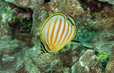 Ornate butterflyfishes, Chaetodon ornatissimus, Raja Ampat Indonesia.