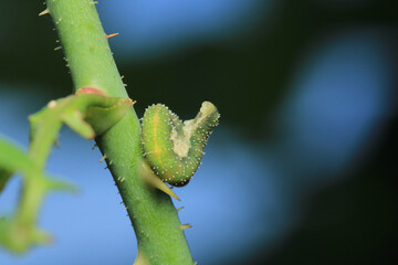bruco mangia rose caterpillar macro photo