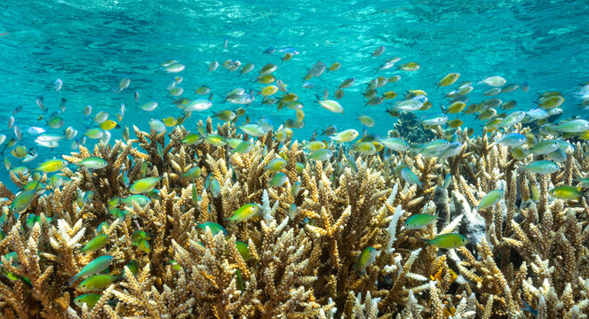 Reef scenic with howering damsels, Chromis viridis, Raja Ampat Indonesia