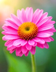 Obraz premium Close-up of a vibrant pink flower (2)