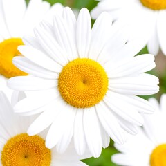 Close-up of a white daisy (1)