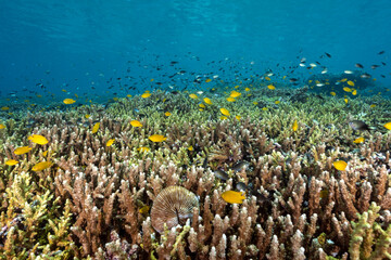 Reef scenic with pristine stony corals, and lemon damsels, Pomacentrus moluccensis,  Raja Ampat Indnonesia.