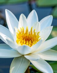 Close-up of a white water lily (2)