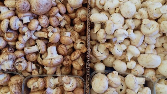 Organic Mushrooms in Bazaar