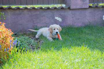 A Golden Retriever Labrador dog plays with toys in a private house.