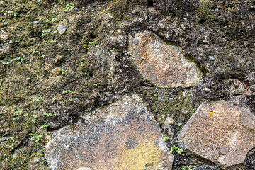 Stone Wall with Moss and Small Plants