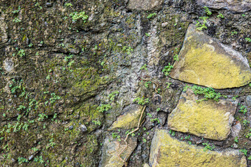 Mossy Stone Wall with Green Growth