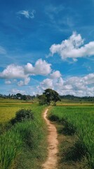 Obraz premium Path through green rice fields under a bright blue sky with fluffy clouds