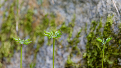 苔むした林床に芽吹くミツバノバイカオウレンの若い芽