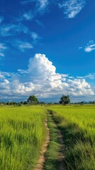 Obraz premium Path through vibrant green rice fields under a stunning, bright blue sky
