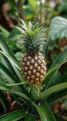 Obraz premium Ripe pineapple growing amongst green leaves. Close-up of tropical fruit