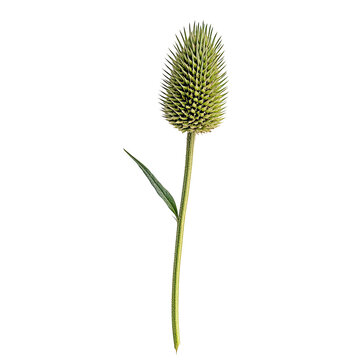 Kardendistel, Dipsacus sativus transparent background png