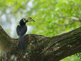 An Oriental-Pied Hornbill perched on a tree