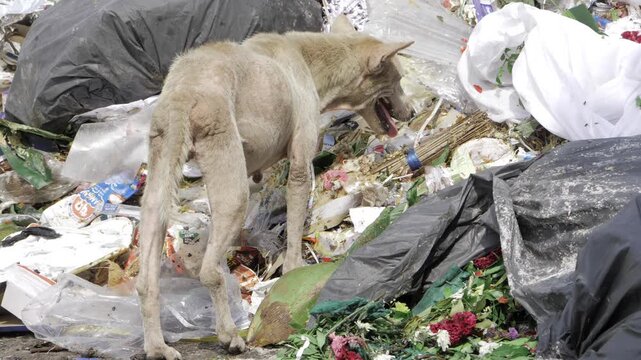 Starvation in a Trash-Filled World - A Dog's Agonizing Plight