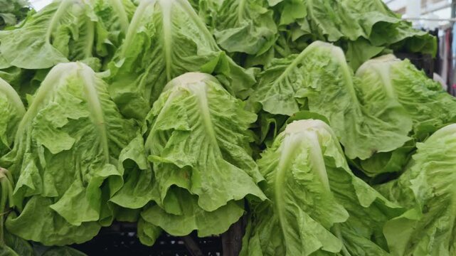 Organic Vegetable Lettuce and Spinach in Bazaar