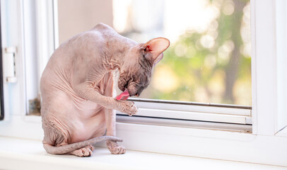 An Egyptian Sphynx cat licks his lips after a delicious dinner. Bald cat close-up licks its paw.