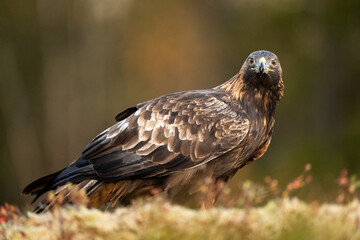 Female golden eagle in autumn scenery