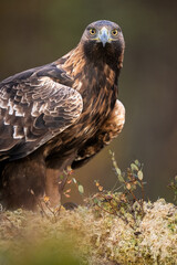 Male golden eagle portrait in autumn forest