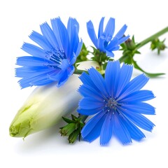 Close-up of chicory flowers and buds