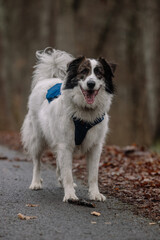 Fototapeta premium Adopted shepherd mix-breed dog in a forest having fun. 
