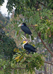 Wreathed Hornbill (Aceros undulatus ) bird eating Aphanamixis polystachhya fruit . Bird watching in natural habitats in the forest.