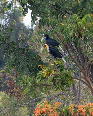 Wreathed Hornbill (Aceros undulatus ) bird eating Aphanamixis polystachhya fruit . Bird watching in natural habitats in the forest.