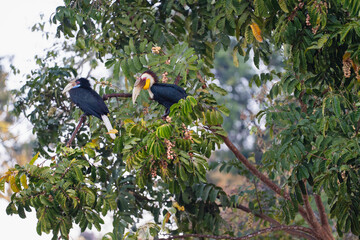 Wreathed Hornbill (Aceros undulatus ) bird eating Aphanamixis polystachhya fruit . Bird watching in natural habitats in the forest.