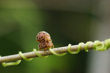 Two ladybugs mating on a branch. This macro photo captures the unique behavior of the insects in their natural habitat.