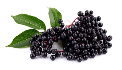 Close-up of black elderberries with leaves