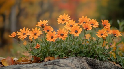 A group of bright orange daisy flowers bloom, against a blurred autumn background. Use this to illustrate nature, seasons, or the beauty of the outdoors.
