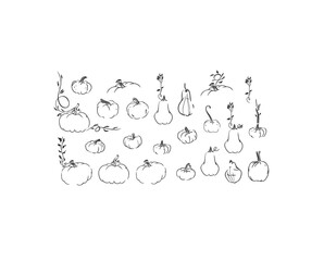 Hand drawn abstract vector graphic illustration outline with stylized line halloween autumn pumpkin set design .Trendy modern doodle sketch halloween drawing concept.Vector line nature sketch symbol.