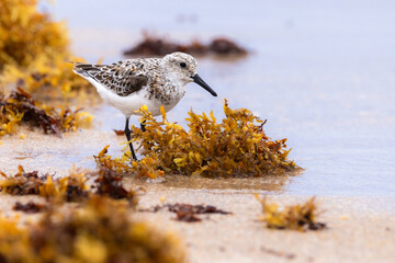 Small sandpiper bird on the beach and in the water