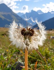 Close-up of dandelion seed head against mountain backdrop