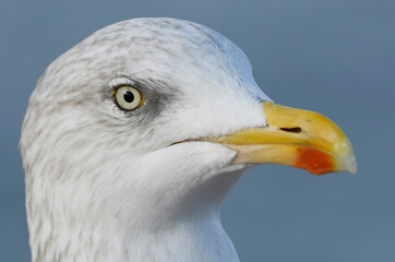 Gros plan sur un Goéland argenté en bord de mer