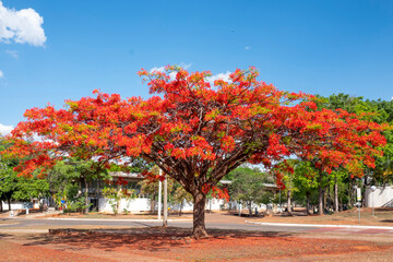 Naklejka premium Flamboyant tree with its orange flowers, Delonix regia, also called royal poinciana, or peacock tree, Brasília, Brazil, Dec 2022