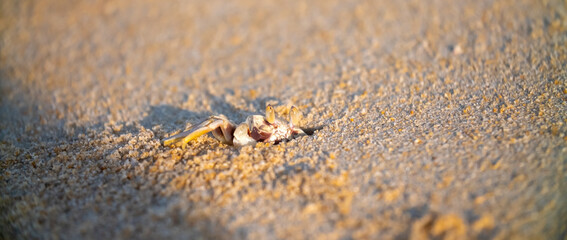 A crab on the beach is running on the white sand. Exotic animals in the resorts of tropical islands. The concept of a beach holiday in the tropics.