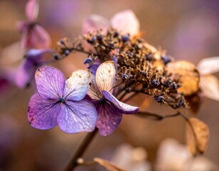 Close-up of faded hydrangea blossoms