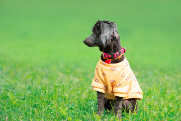 Senior small dog in orange yellow sweatshirt and collar with a bone-shaped tag sitting on grass and looking away
