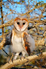 Barn owl fledgeling (Tyto alba) loosing its fluffy down feathers.