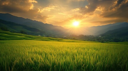Green rice terraces on hillside with bright sun, mountains, and cloudy sky. Ideal for illustrating agriculture, travel, or Asian rural landscapes.